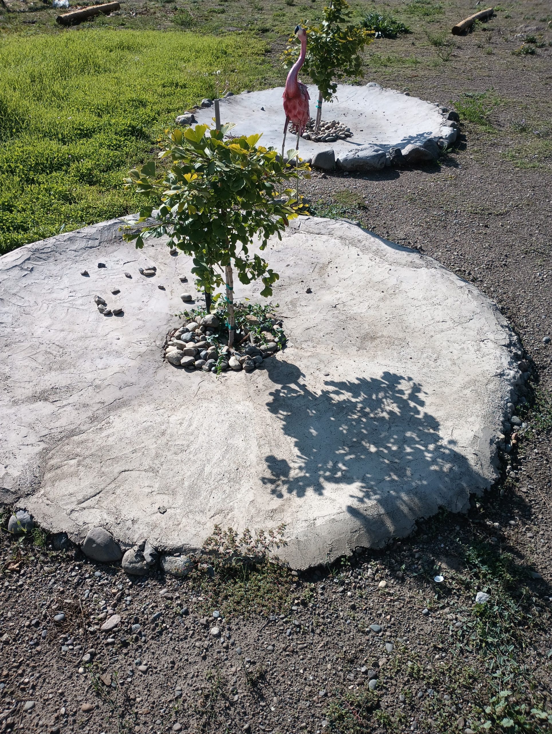 Ginko Tree thriving with RainAmp system
