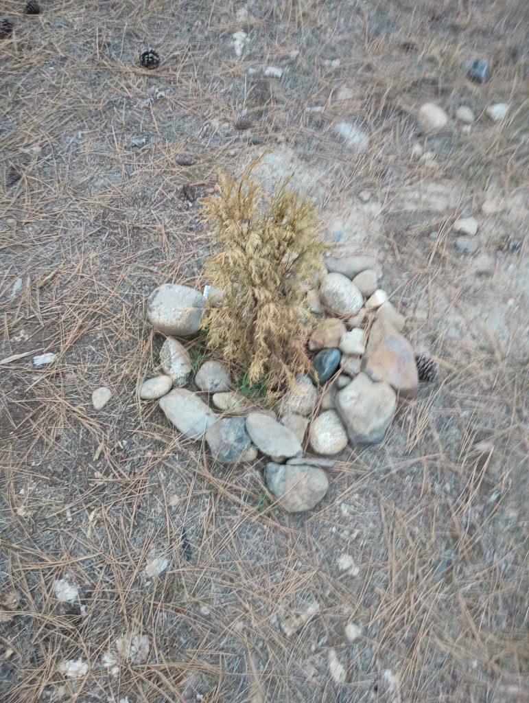 A tree planted in mid may before a long hot summer.  It didn't get to use the RainAmp process but had the same surrounding soil and sun conditions.   It did receive some hand carried water but it was 300 foot from our nearest hose so it was neglected for the later portion of the summer.