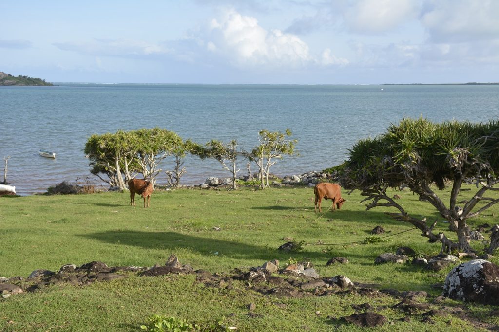 Agriculture on Rodrigues Island